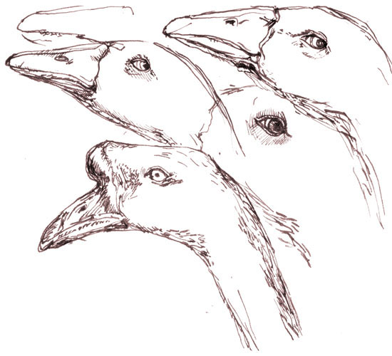 inks2015 goose heads