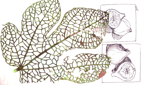 blog fig leaf vein cutouts
